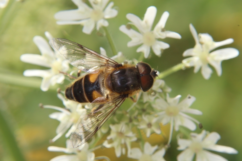 Scheinbienen-Keilfleckschwebfliege (<i>Eristalis tenax</i>)